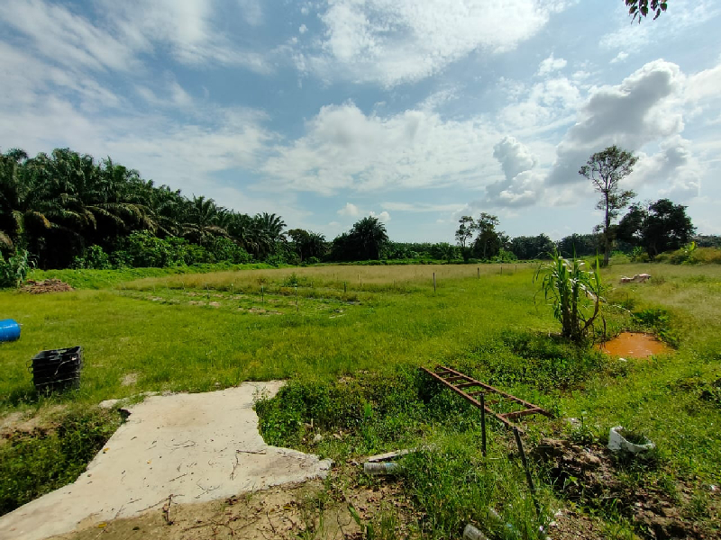 4 acres agricultural land at kundang for rent - photo 4