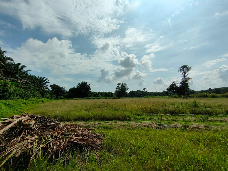 4 acres agricultural land at kundang for rent - photo 5