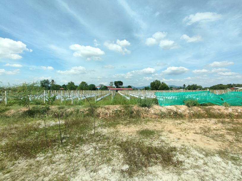Rawang kundang 3 n 9 arce agriculture land sale