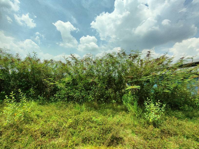 Rawang kundang 3 n 9 arce agriculture land sale - photo 2