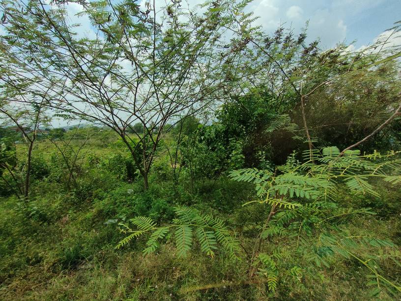 Rawang kundang 3 n 9 arce agriculture land sale - photo 4