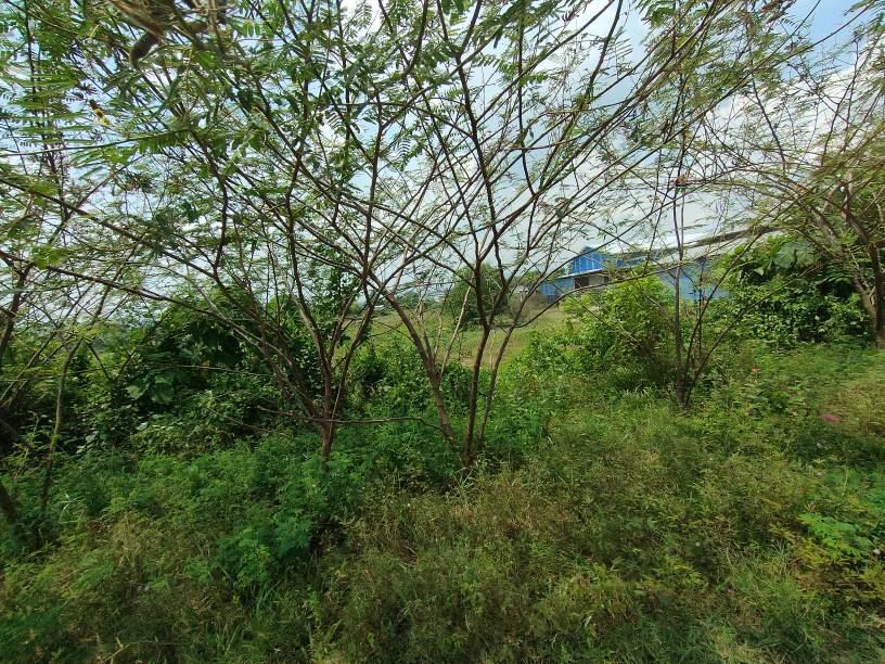 Rawang kundang 3 n 9 arce agriculture land sale - photo 5