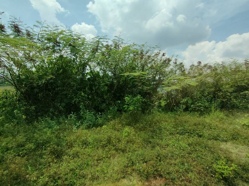 4 acres agricultural land at kundang for rent - photo 2