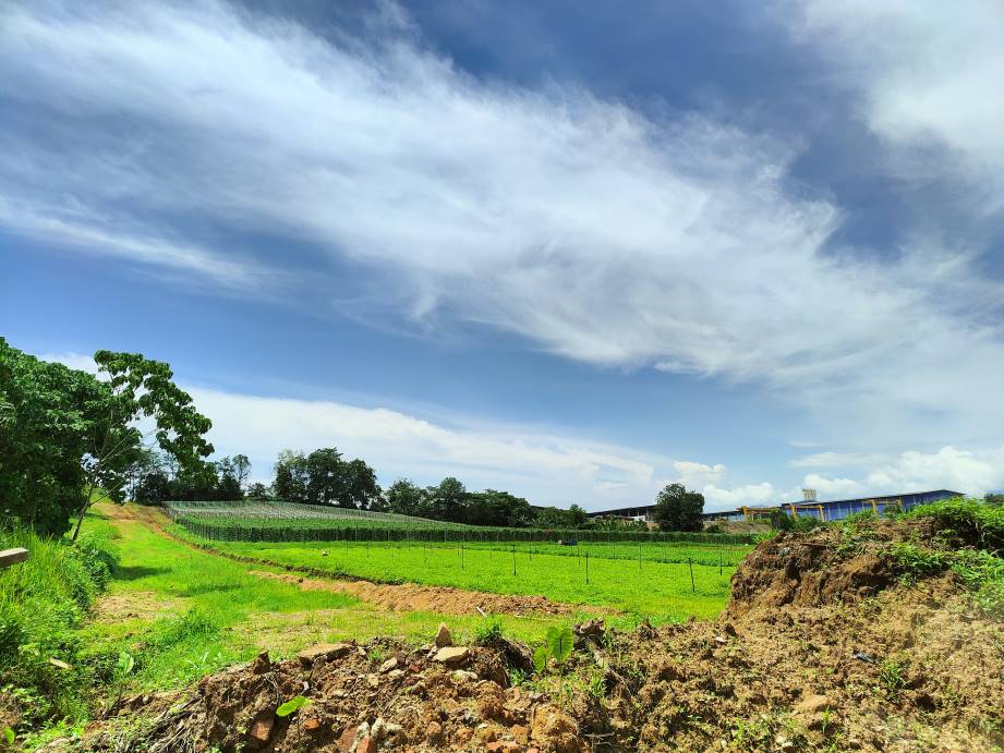 2n84 acres 20 psf agriculture land at hulu yam, ba