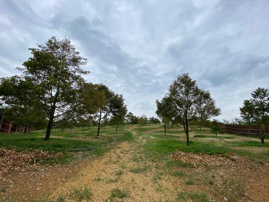 Freehold Durian Farm 4 acre Merlimau Melaka - photo 2