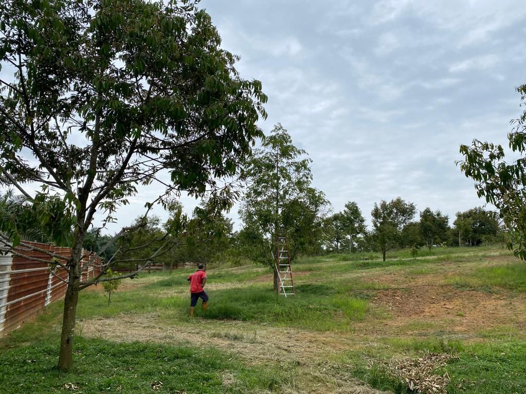 Freehold Durian Farm 4 acre Merlimau Melaka - photo 3