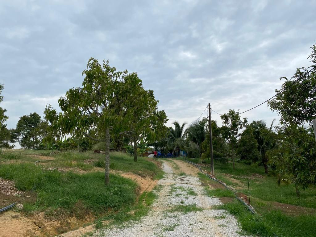 Freehold Durian Farm 4 acre Merlimau Melaka - photo 4