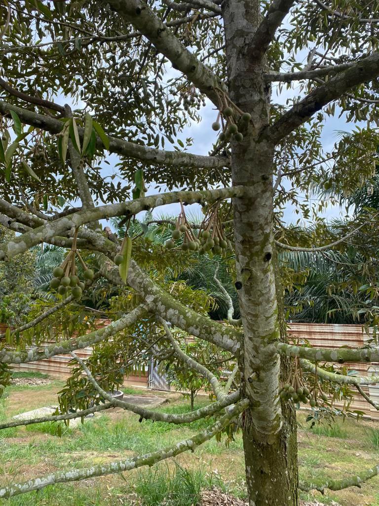 Freehold Durian Farm 4 acre Merlimau Melaka - photo 9