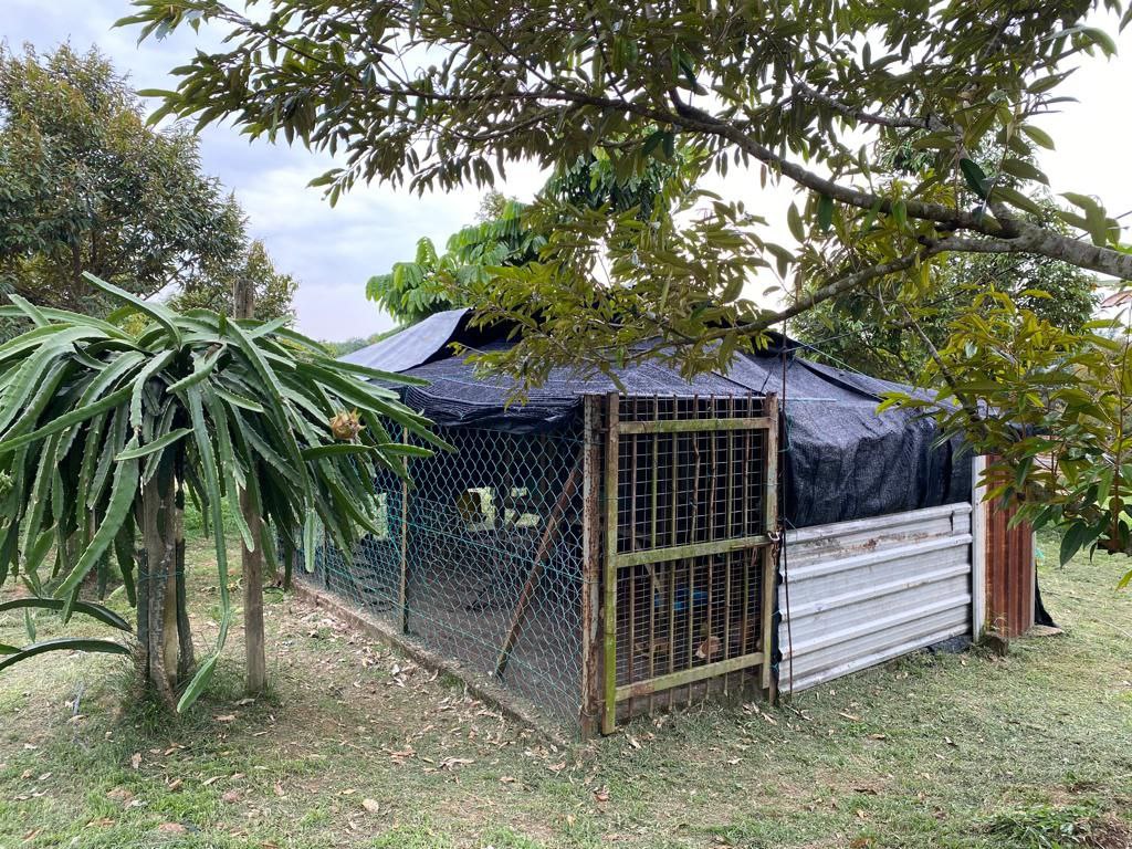 Freehold Durian Farm 4 acre Merlimau Melaka - photo 10