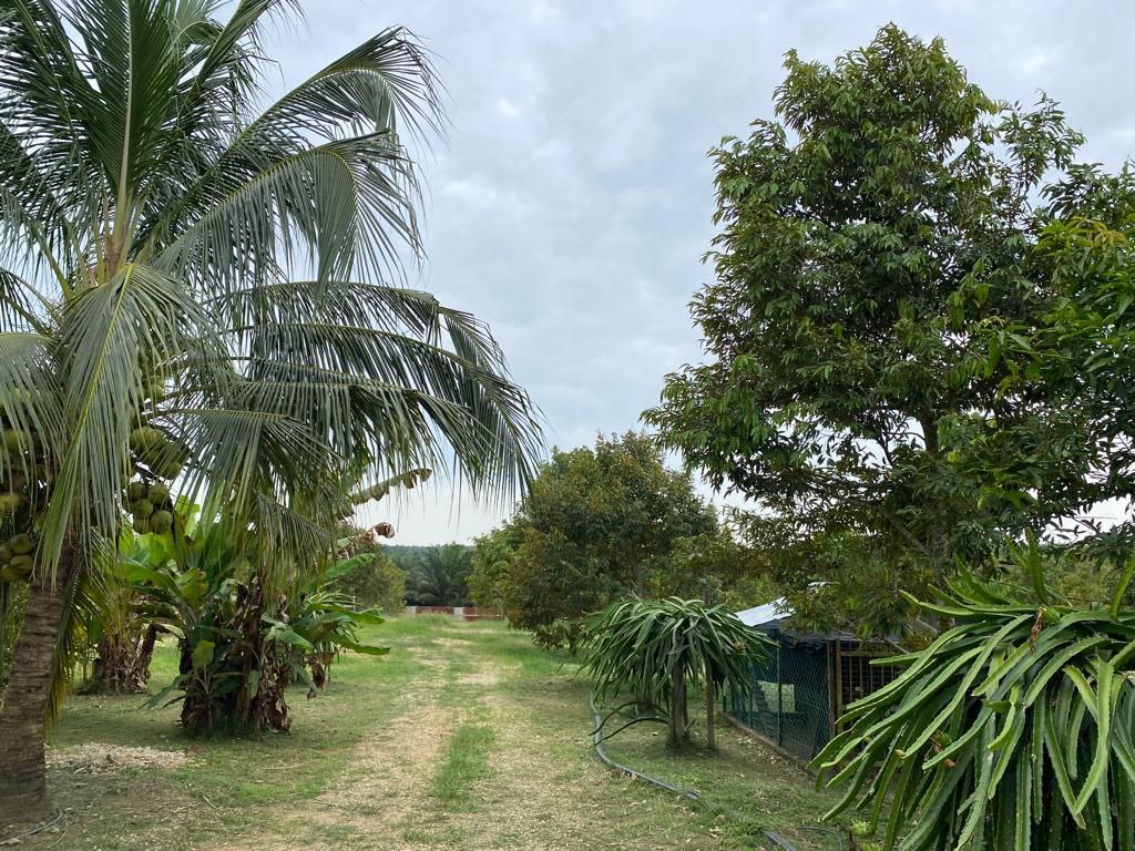 Freehold Durian Farm 4 acre Merlimau Melaka - photo 11