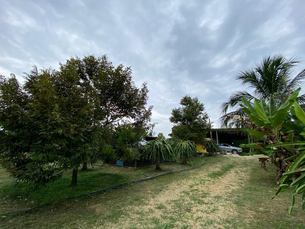 Freehold Durian Farm 4 acre Merlimau Melaka - photo 12