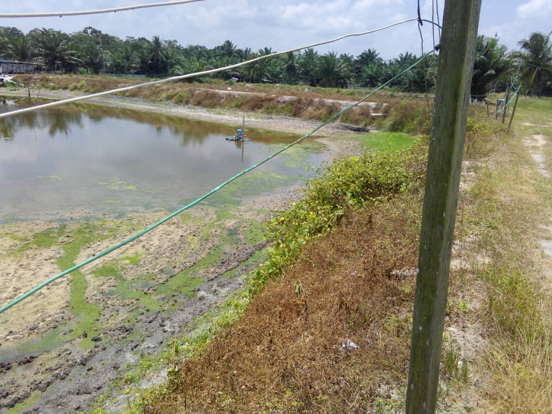 Industri Ternakan Udang Argo Land 123 Arce - photo 4