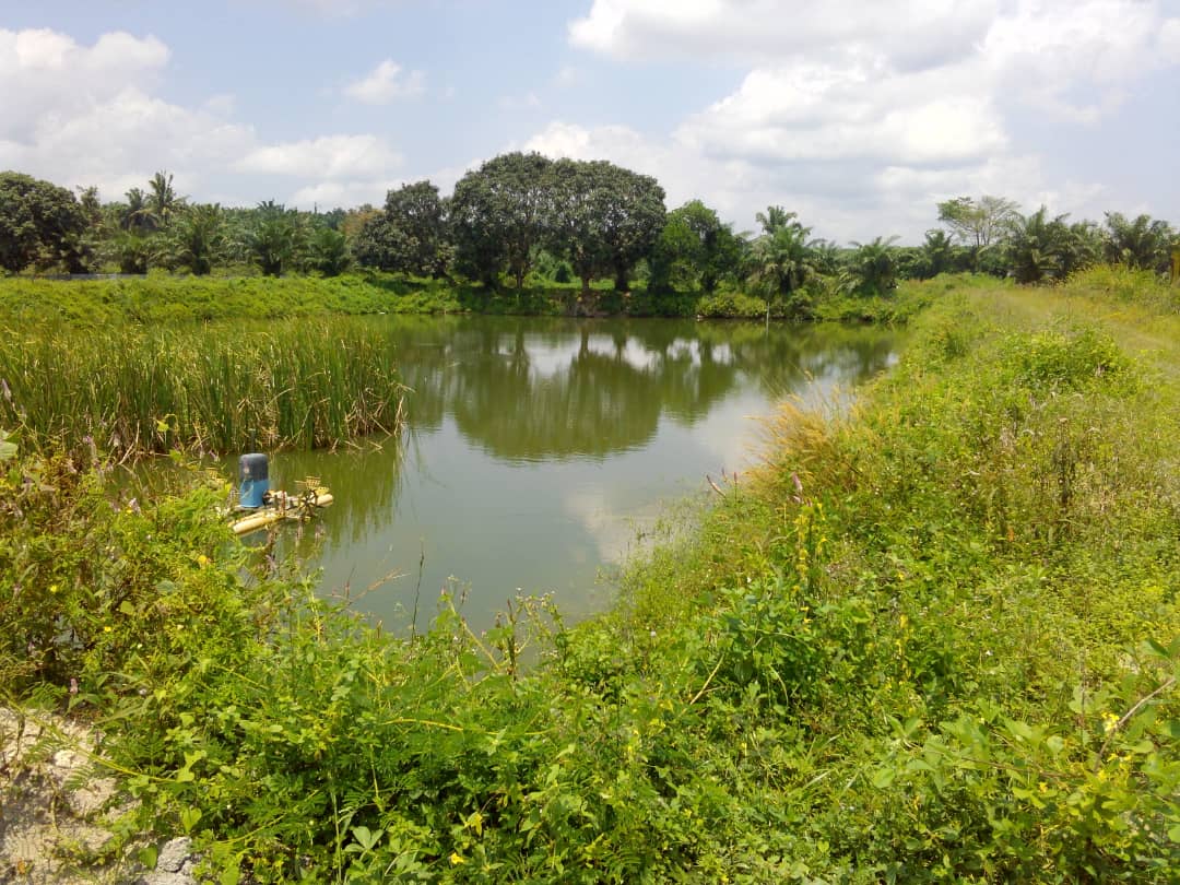 Industri Ternakan Udang Argo Land 123 Arce - photo 5