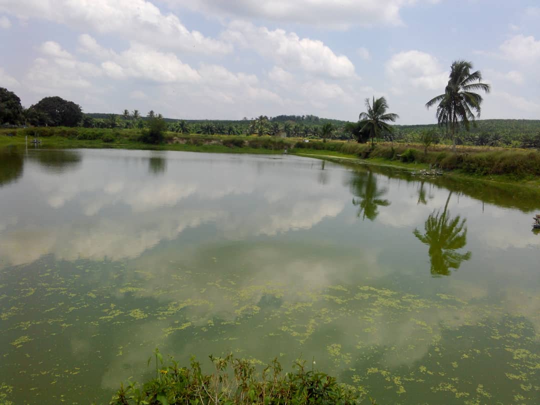 Industri Ternakan Udang Argo Land 123 Arce - photo 6