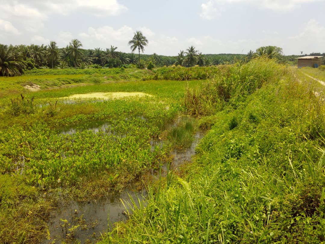 Industri Ternakan Udang Argo Land 123 Arce - photo 7