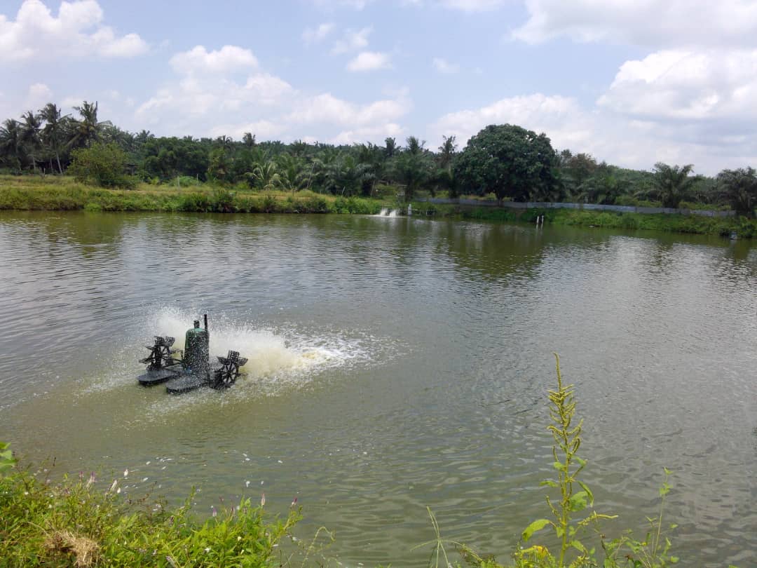 Industri Ternakan Udang Argo Land 123 Arce - photo 8