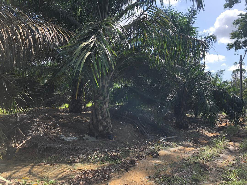 Kota Tinggi Oil Palm Land - photo 3