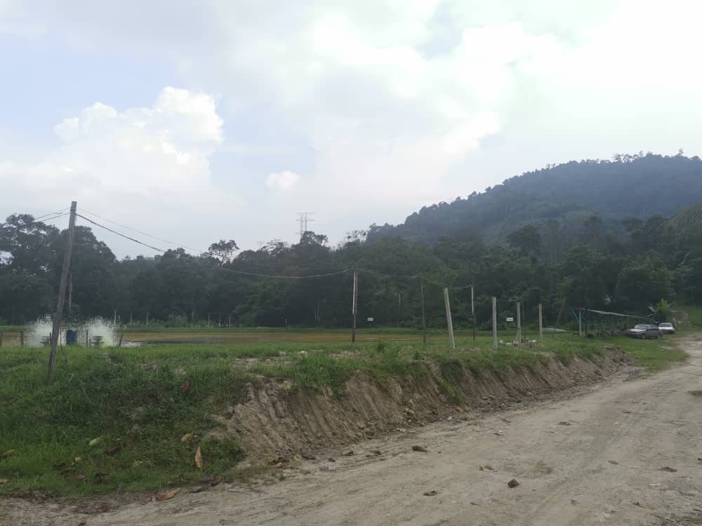 Tanah Pertanian Sungai Lui Hulu Langat Batu 20 - photo 5