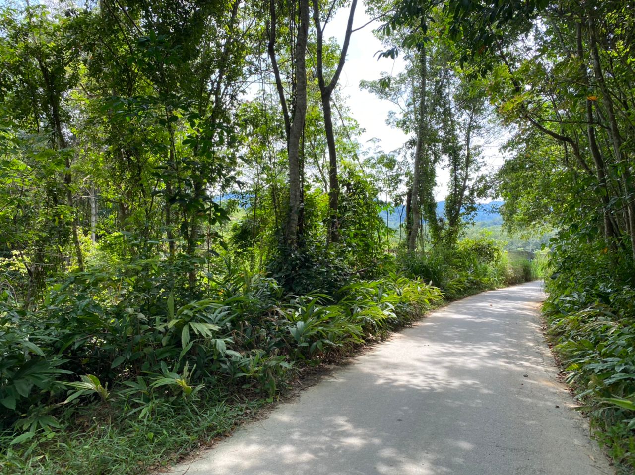 Tanah Pertanian Lenggeng Negeri Sembilan - photo 4