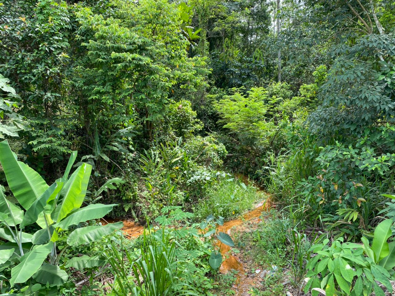 Tanah Pertanian Lenggeng Negeri Sembilan - photo 6