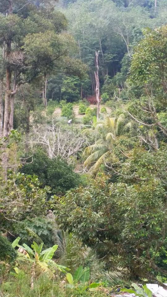 Bayan Lepas, - photo 5