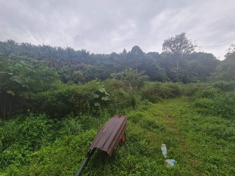 Tanah Pertanian Ada Anak Sungai Untuk Dijual - photo 5