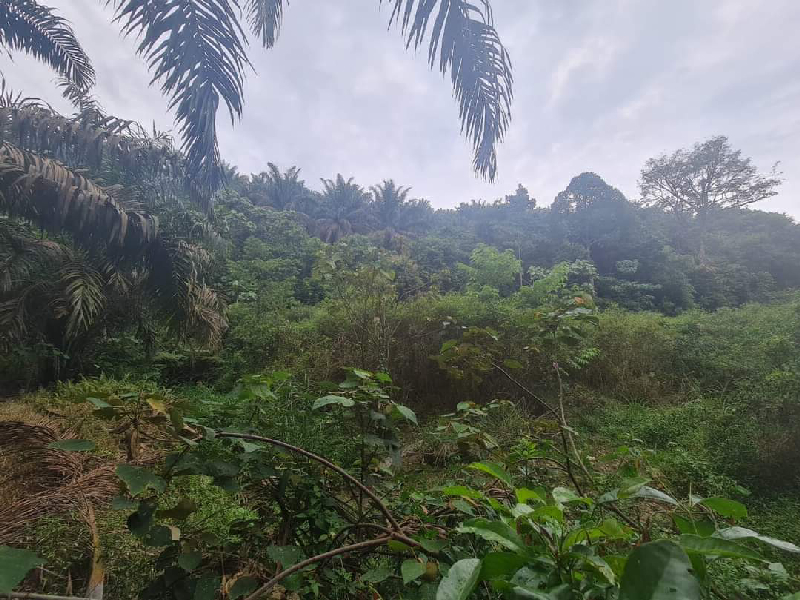 Tanah Pertanian Ada Anak Sungai Untuk Dijual - photo 9