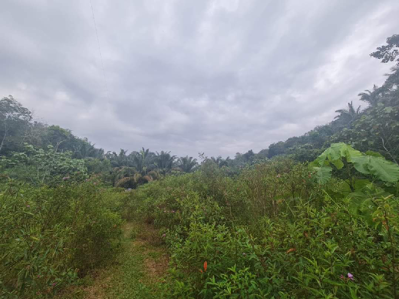 Tanah Pertanian Ada Anak Sungai Untuk Dijual - photo 10