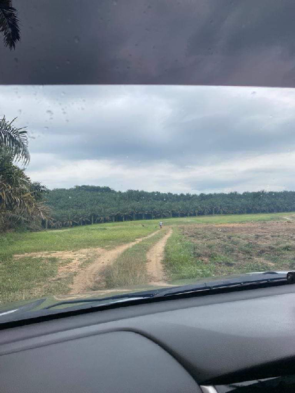 Tanah Pertanian Ada Anak Sungai Untuk Dijual - photo 12