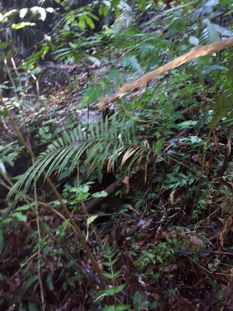 1 ekar Tanah Sungai Sekamat Mukim Cheras Kajang - photo 4