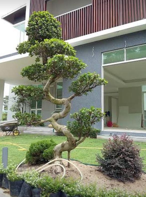 Bungalow Jalan Menara Bukit Jelutong - photo 4