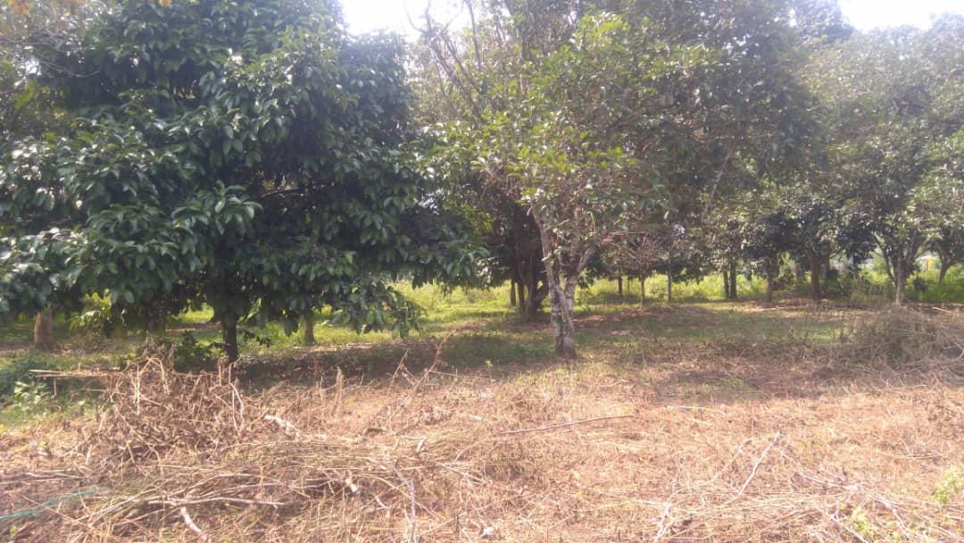 TANAH KEBUN BUAH 1 EKAR Janda Baik Sg Cheringgin - photo 2