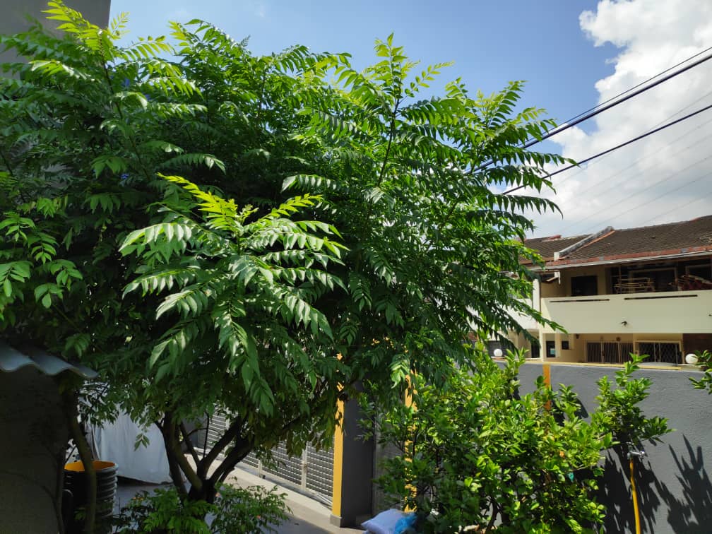 Corner Lot 2 Storey Jalan Belimbing Kuala Lumpur - photo 4
