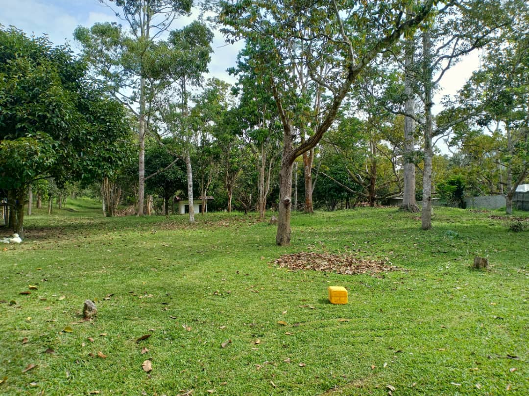 Tanah Pertanian Cherengin Tengah Janda Baik - photo 2