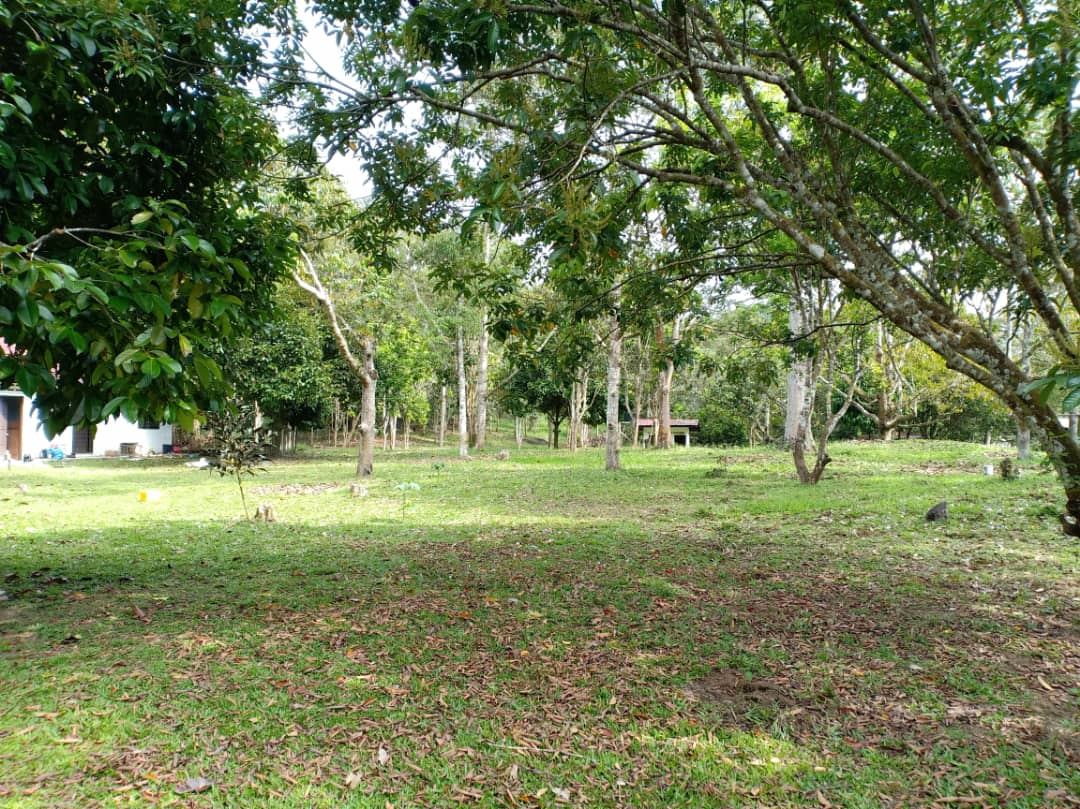 Tanah Pertanian Cherengin Tengah Janda Baik - photo 3