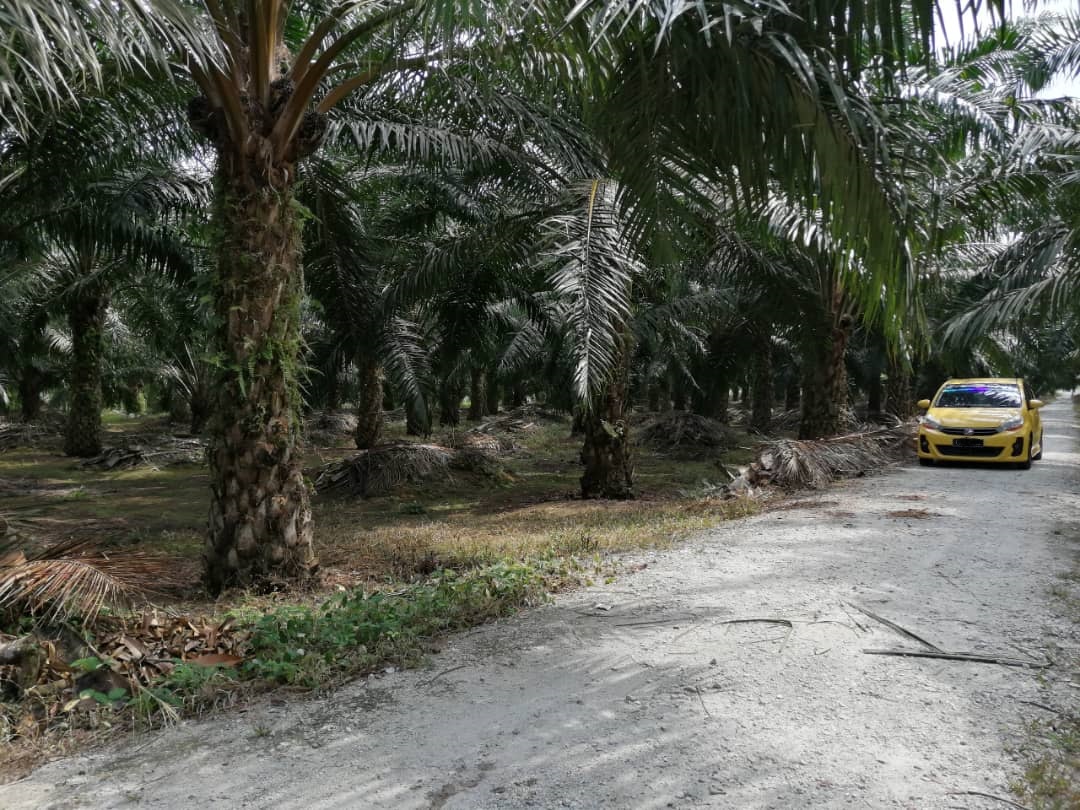 TANAH PERTANIAN UNTUK DIJUAL DI SUNGAI TENGI - photo 4