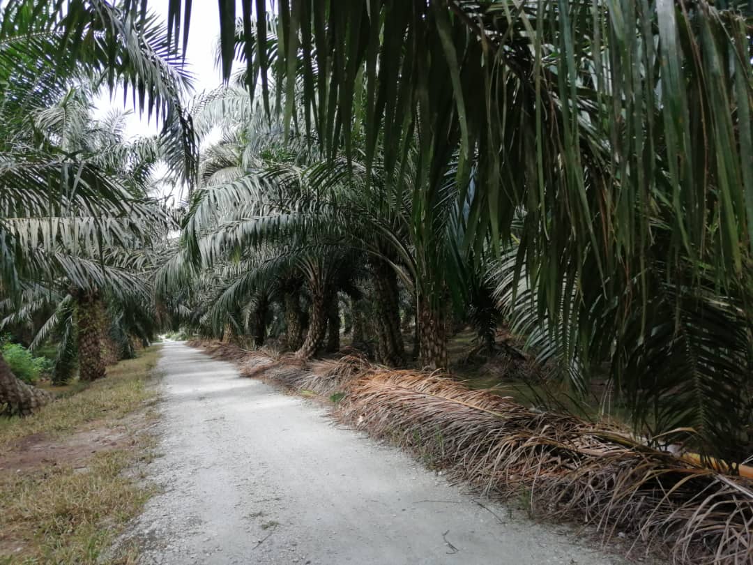 TANAH PERTANIAN UNTUK DIJUAL DI SUNGAI TENGI - photo 2