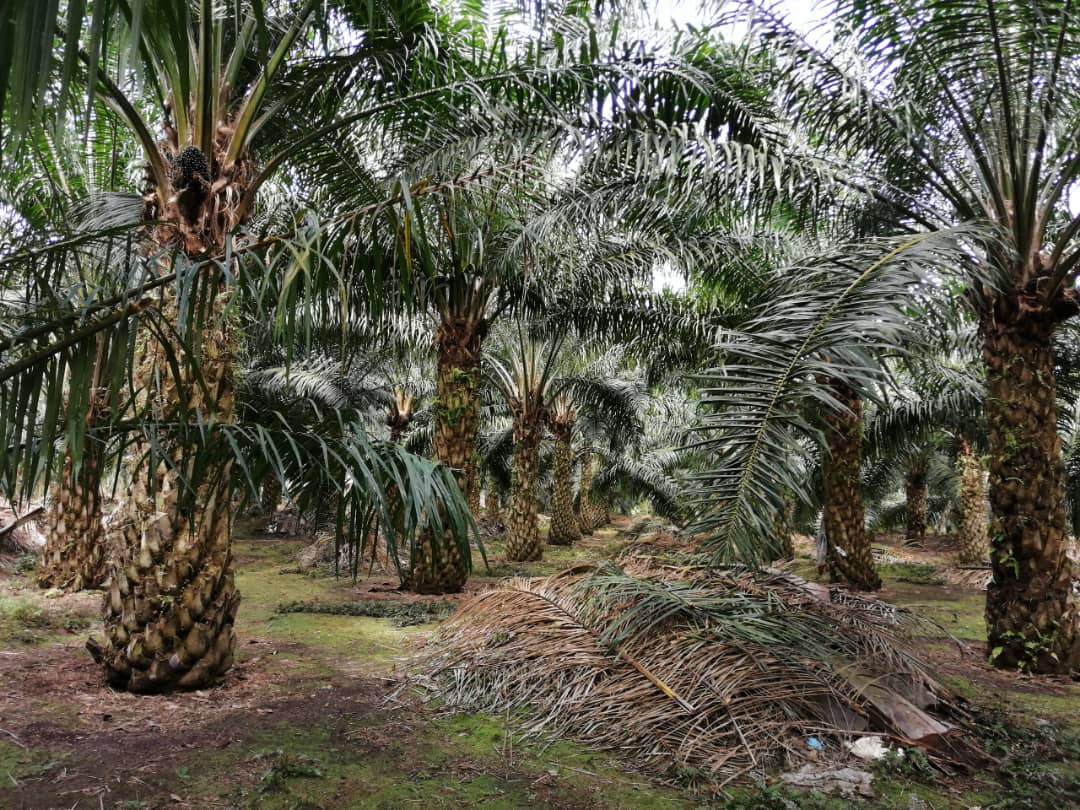 TANAH PERTANIAN UNTUK DIJUAL DI SUNGAI TENGI - photo 5