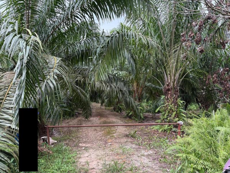 Tanah pertanian Near Wce Tanjung Dua Belas - photo 7