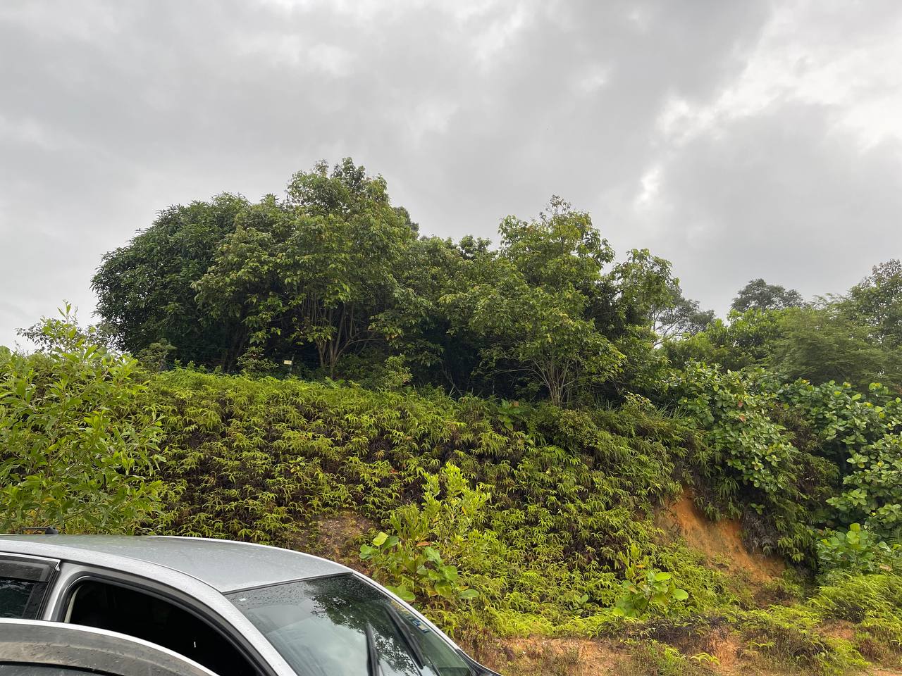Tanah Pertanian Bukit Cerakah Untuk Dijual - photo 5
