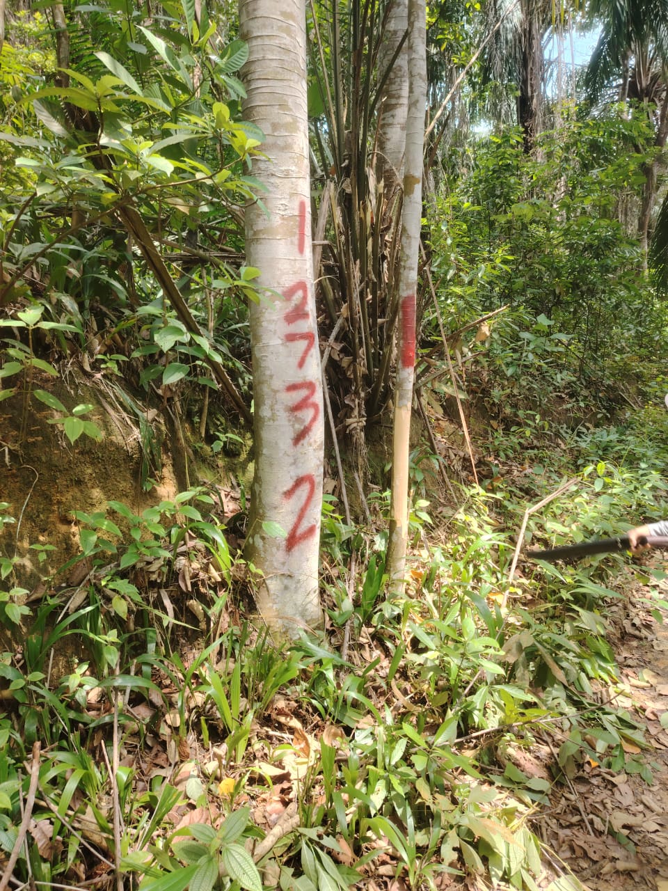 Tanah Pertanian Bukit Cerakah Untuk Dijual - photo 9