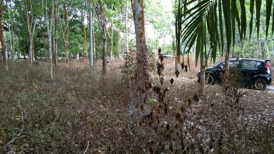 LOT TANAH PERTANIAN Kampar Perak - photo 2
