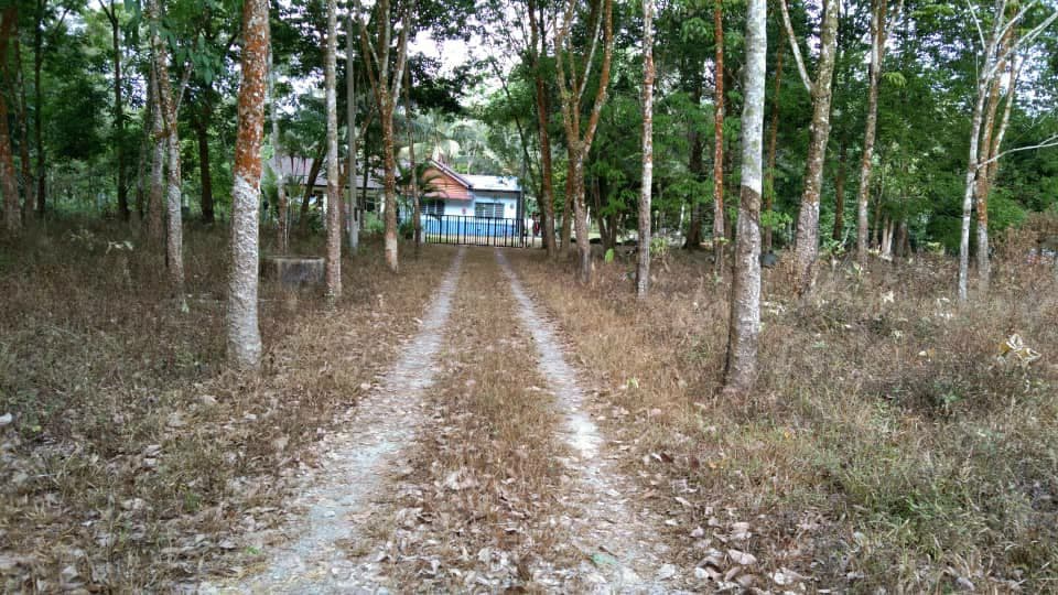 LOT TANAH PERTANIAN Kampar Perak - photo 3