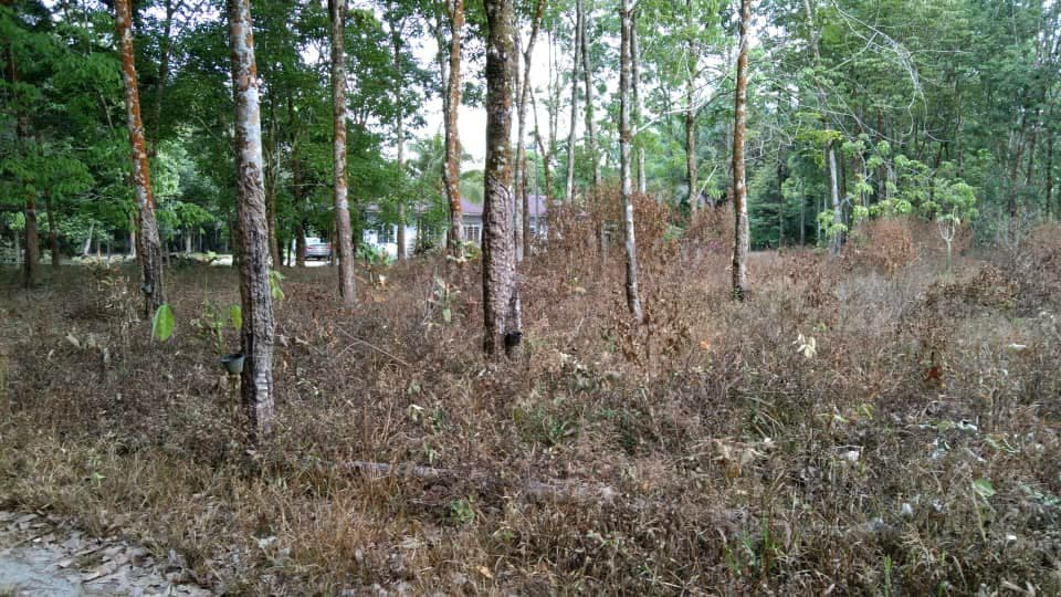 LOT TANAH PERTANIAN Kampar Perak - photo 5