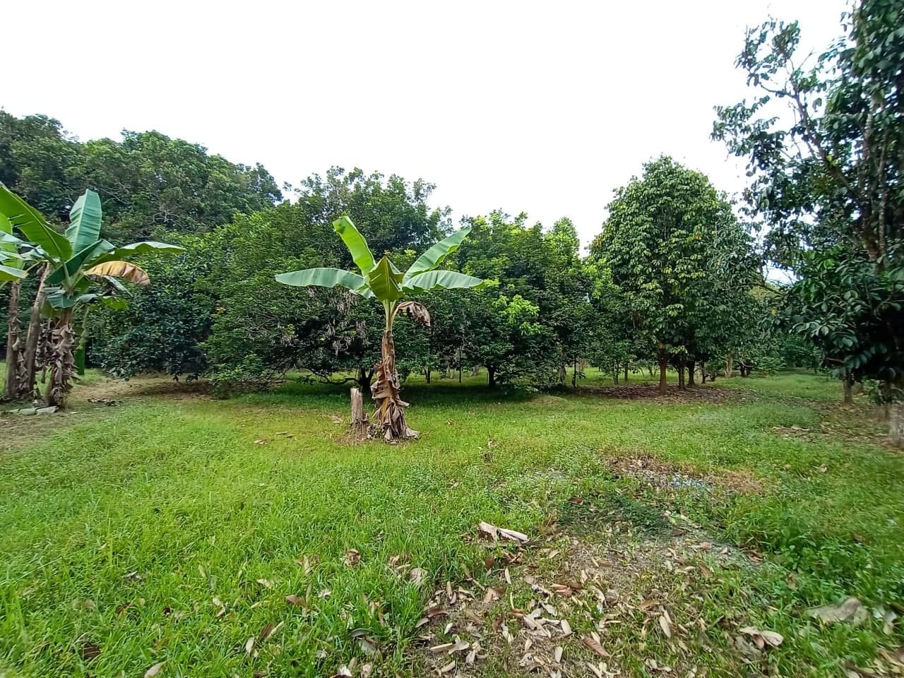 Tanah Kebun Tepi Sungai Machang Lenggeng