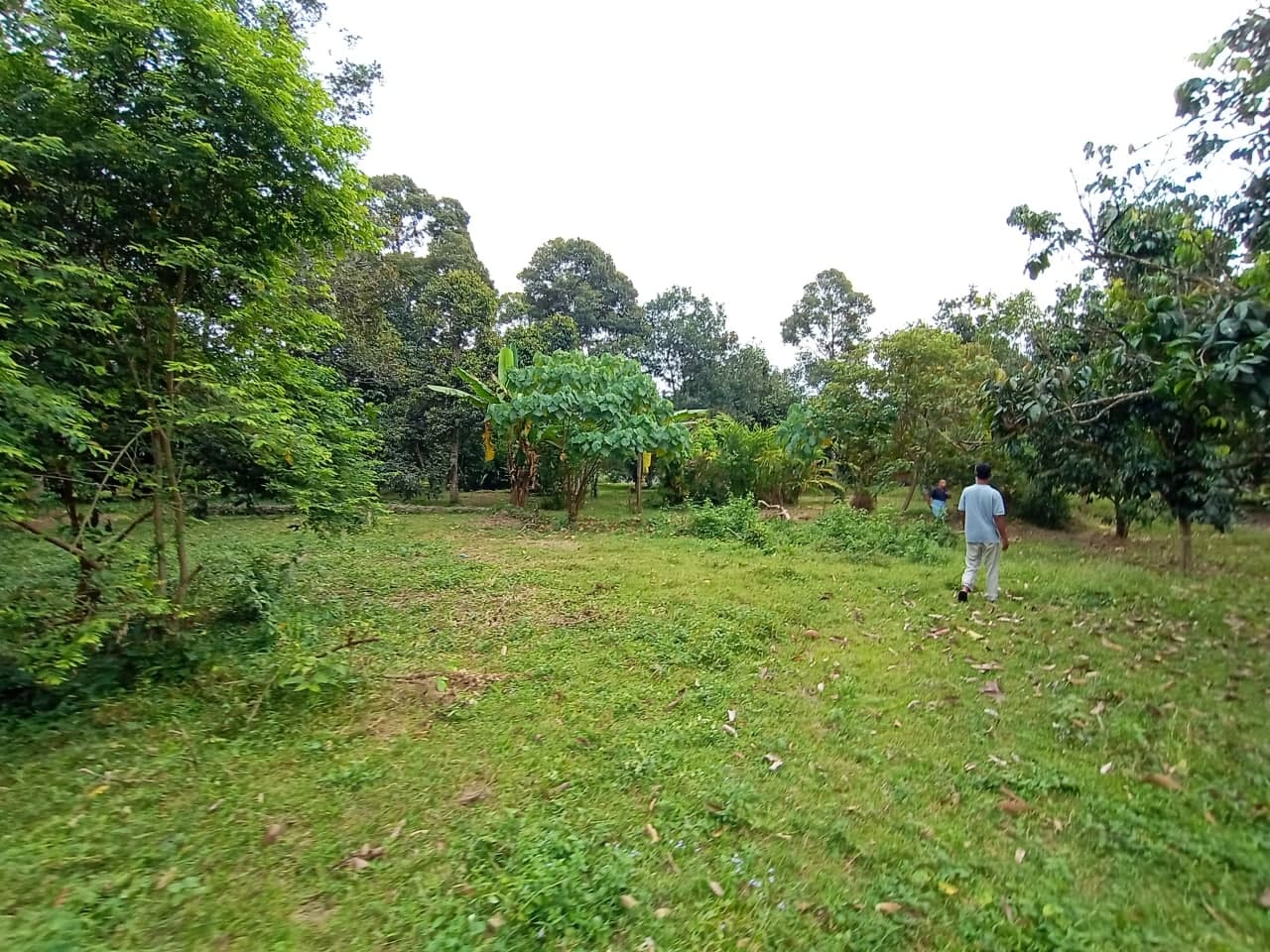 Tanah Kebun Tepi Sungai Machang Lenggeng - photo 6