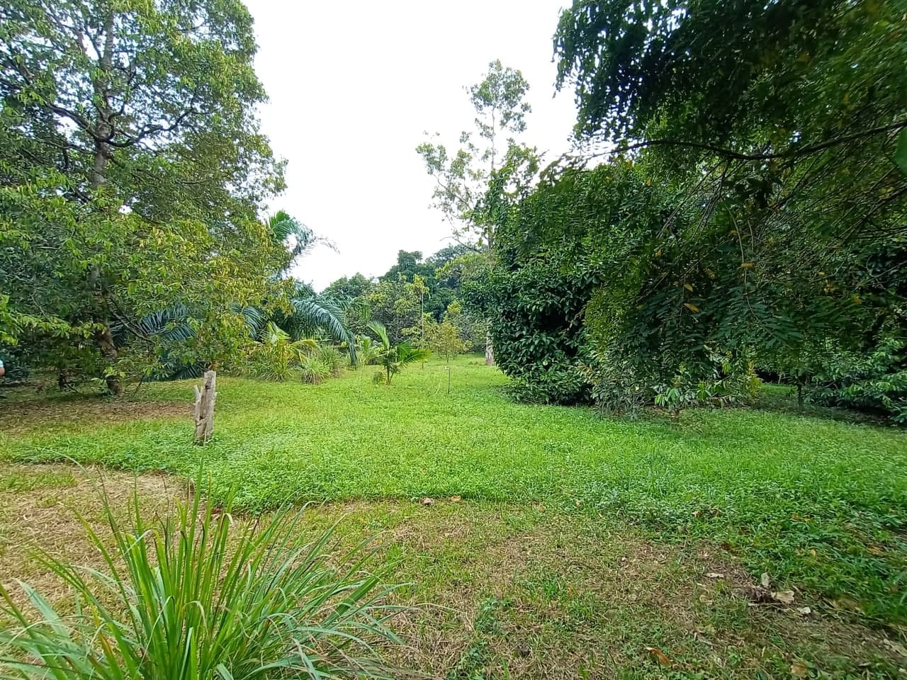 Tanah Kebun Tepi Sungai Machang Lenggeng - photo 3