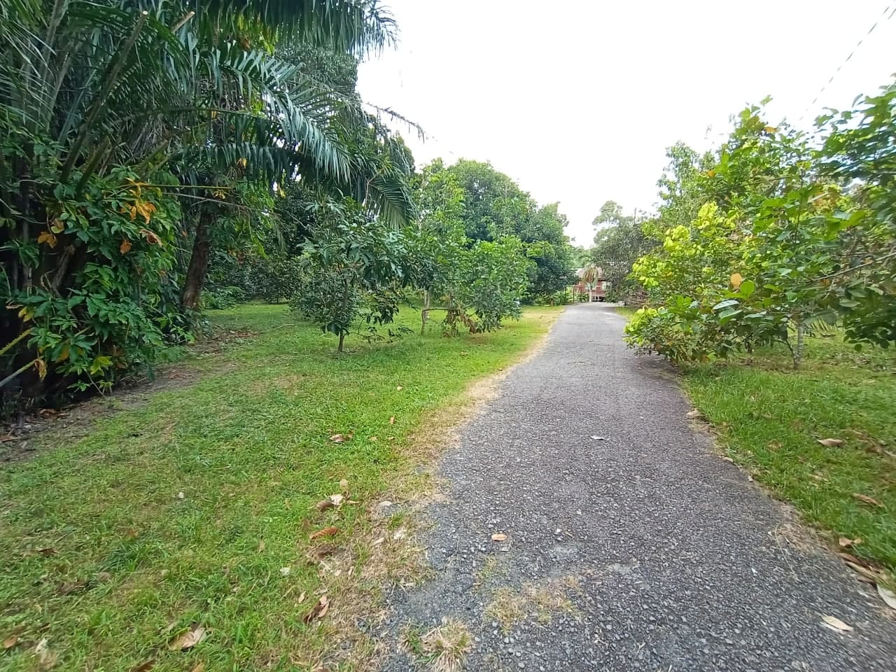 Tanah Kebun Tepi Sungai Machang Lenggeng - photo 4