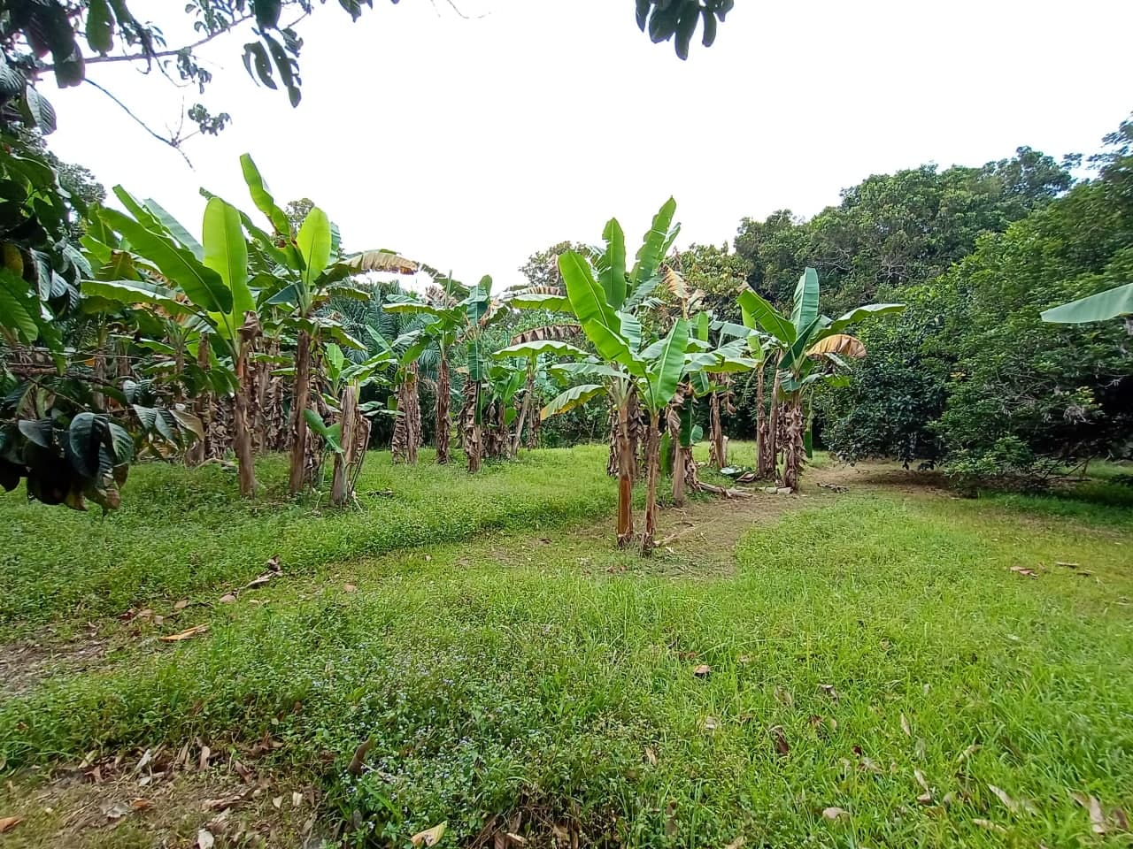 Tanah Kebun Tepi Sungai Machang Lenggeng - photo 7