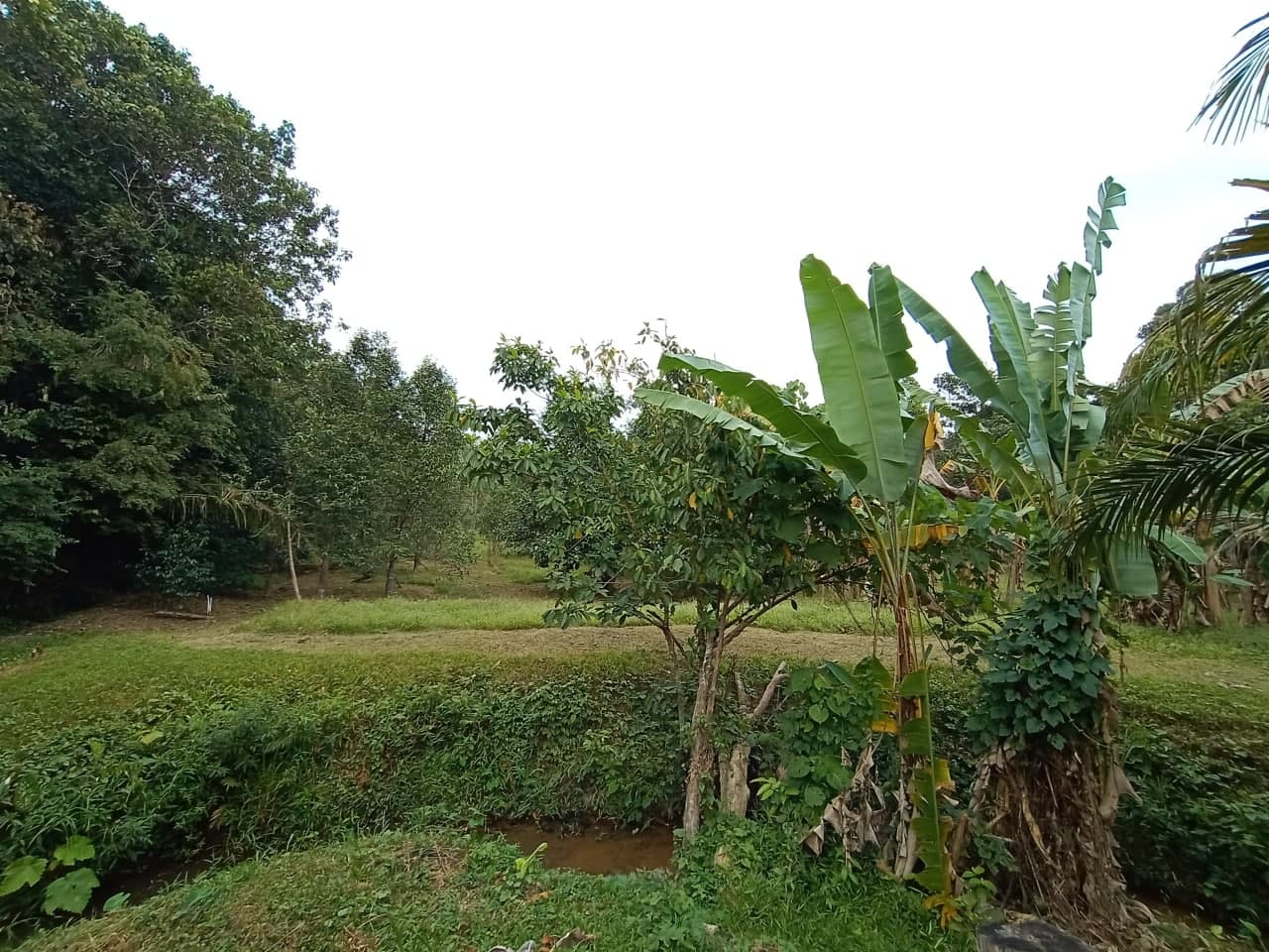 Tanah Kebun Tepi Sungai Machang Lenggeng - photo 8